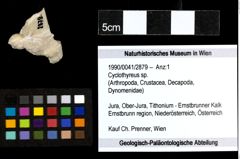 Foto (Objekt + Etiketten) von Cyclothyreus sp. 